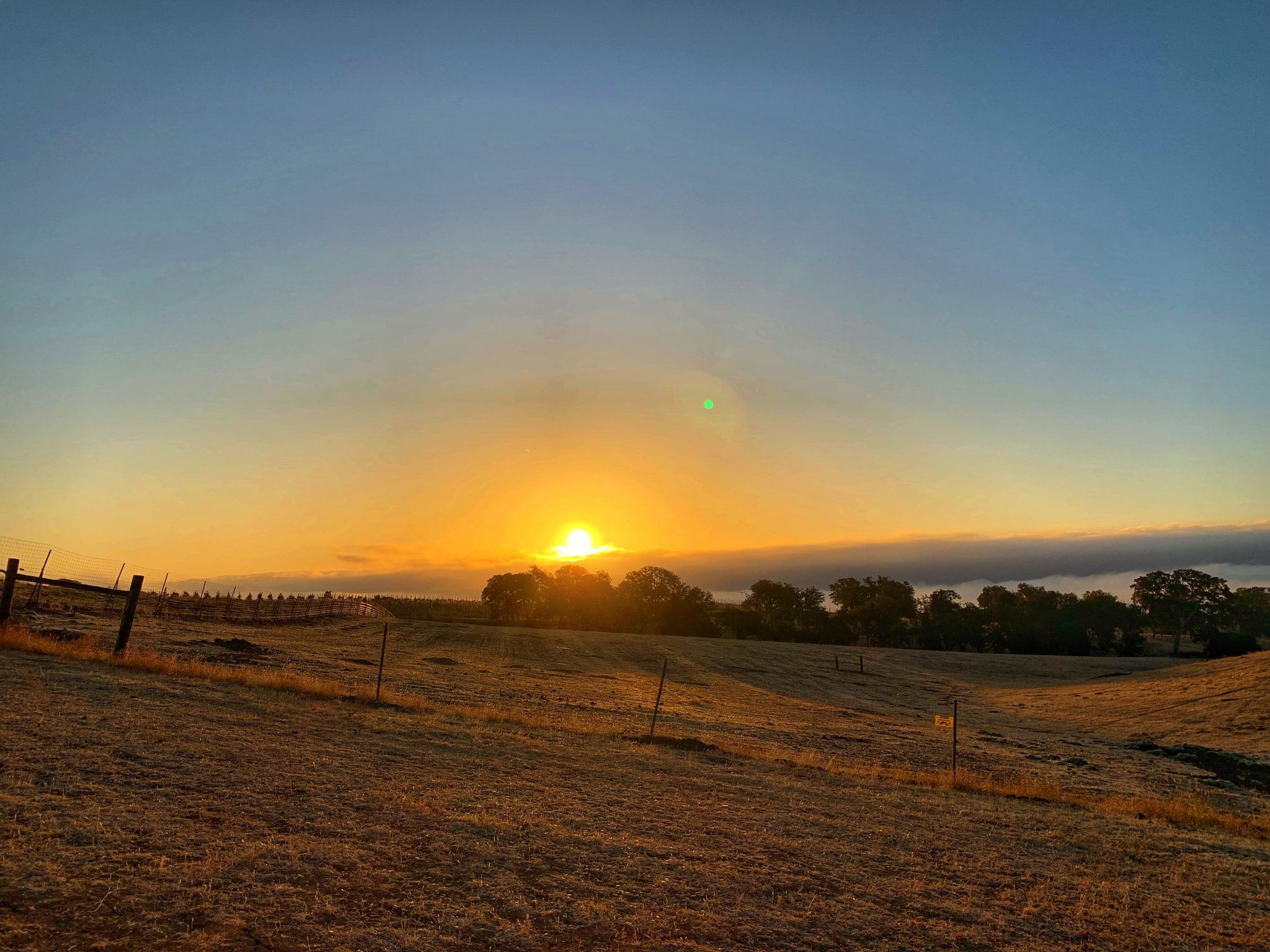 Paso Robles Reves de Moutons Sunrise