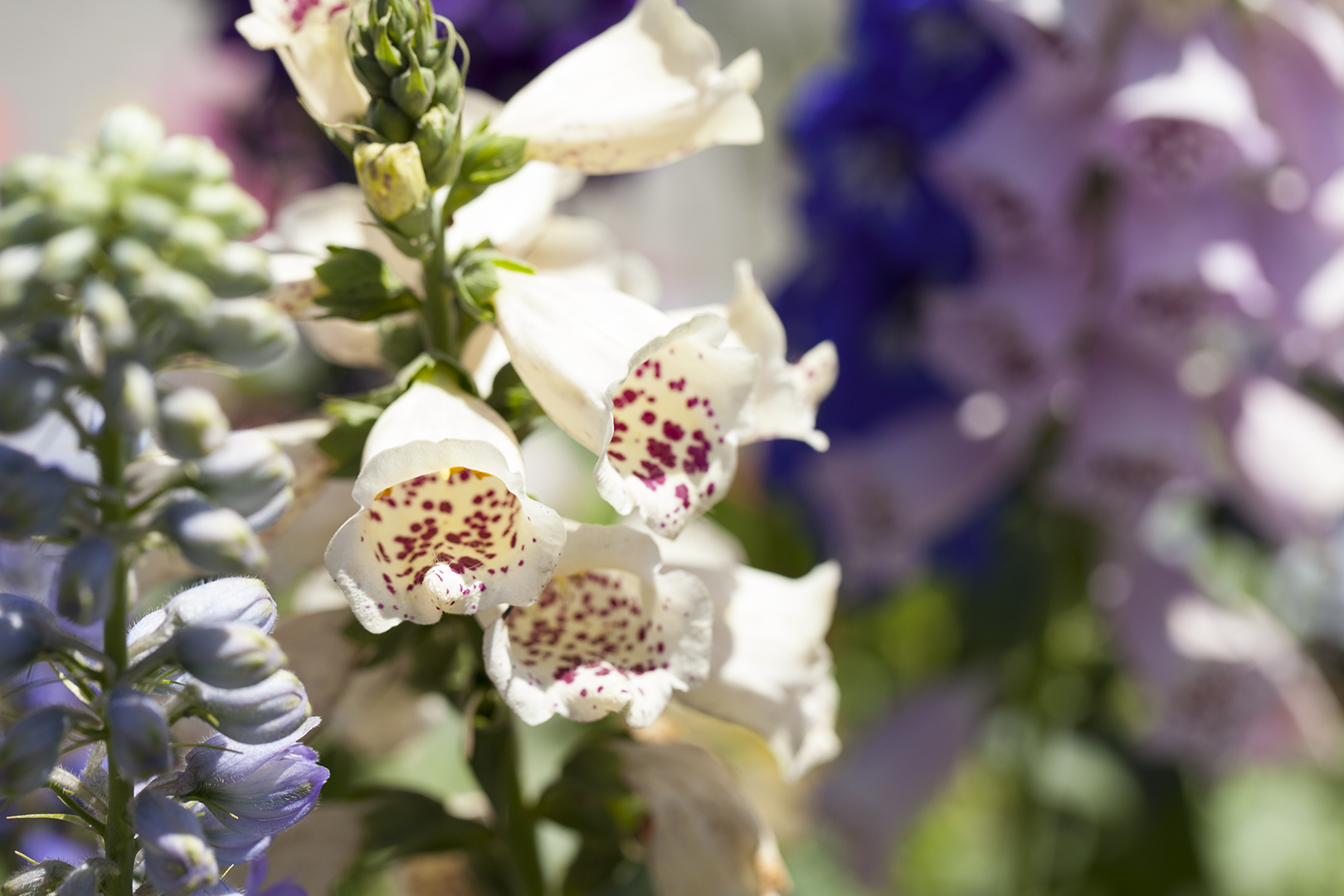 Foxgloves at the Artist Garden at the Flower Fields