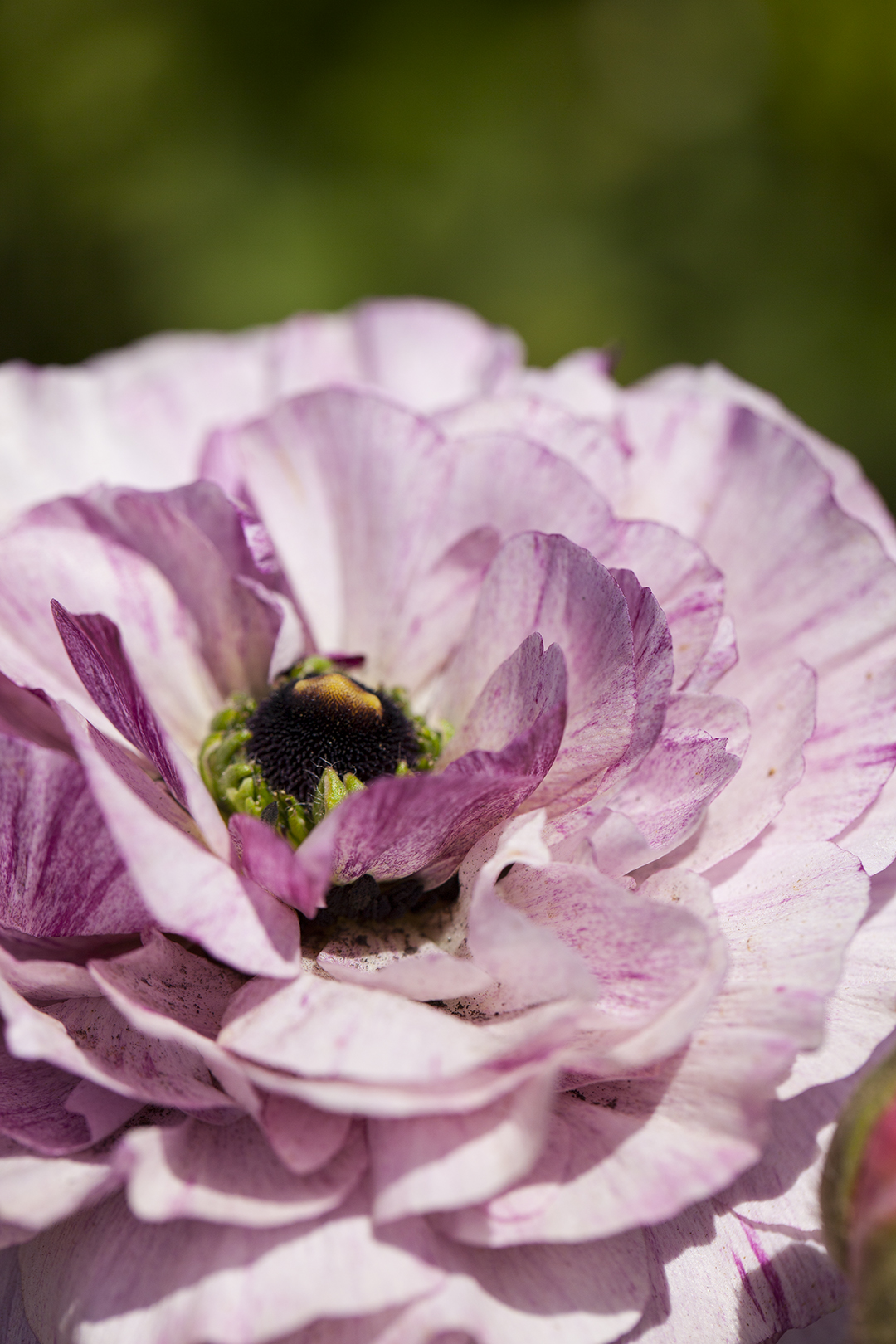 Bumble bee in the center of flower petals