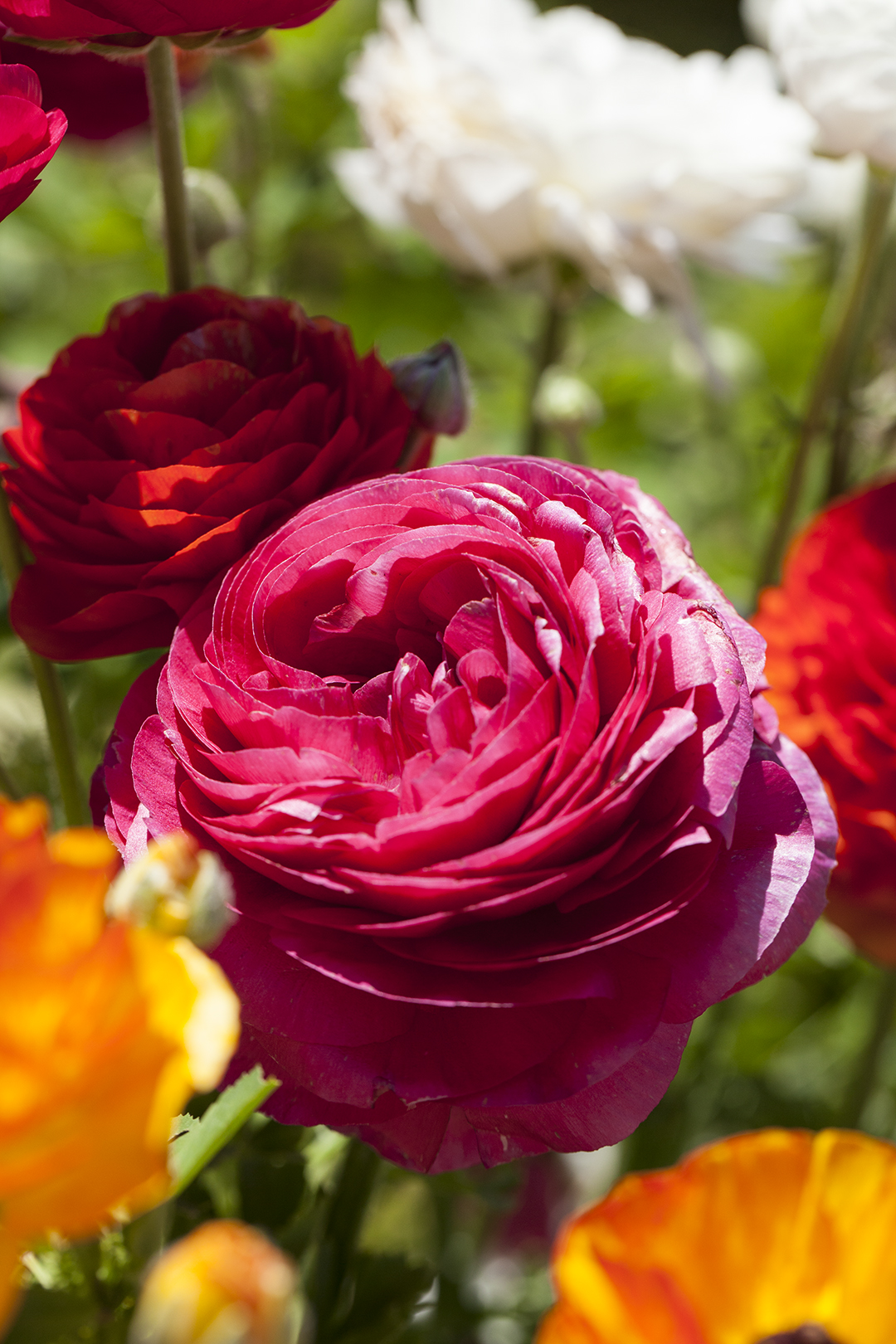 Layers and layers of magenta petals