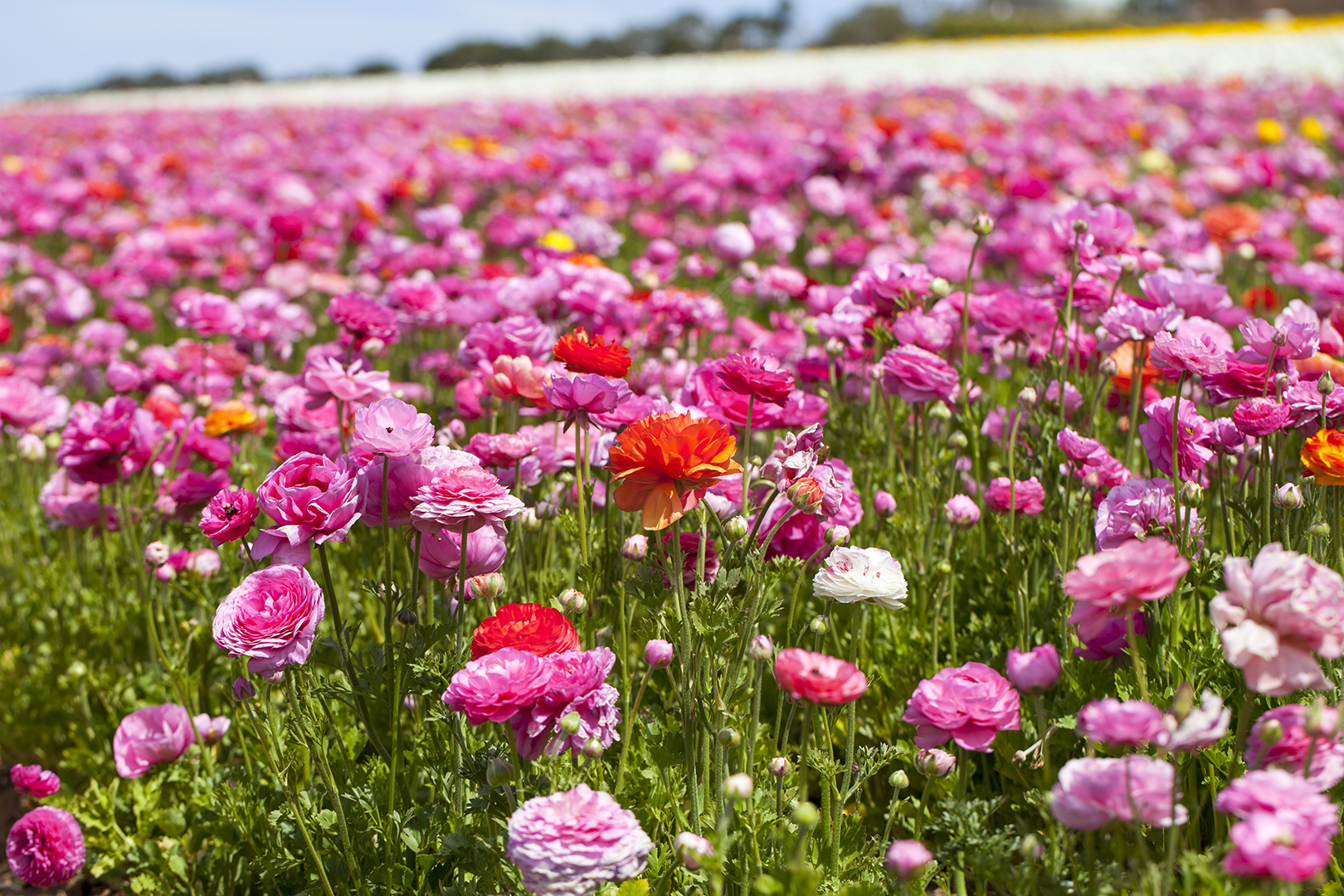 A field of pink at the Flower Fields of Carlsbad.