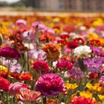 A Day Guide to the Flower Fields of Carlsbad California