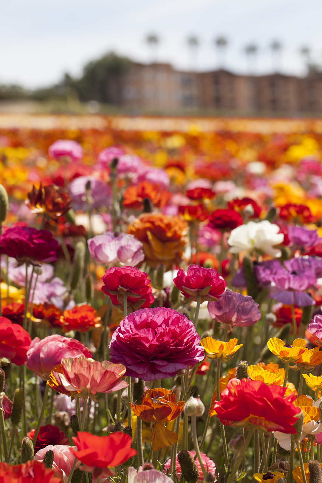 A field of mixed colors at the Flower Fields of Carlsbad.
