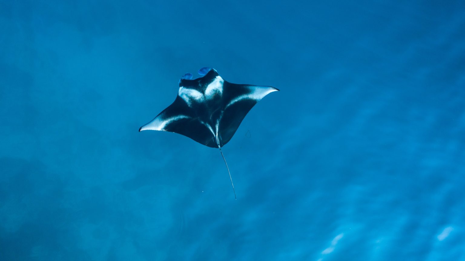 swimming with manta rays hawaii swimming with manta rays hawaii