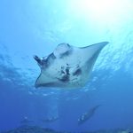 Swimming with Manta Rays on Big Island Hawaii