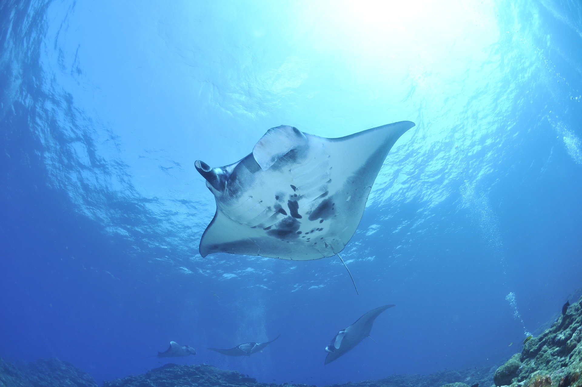 Swim With Manta Rays In Hawaii, A Bucket List Wildlife Adventure