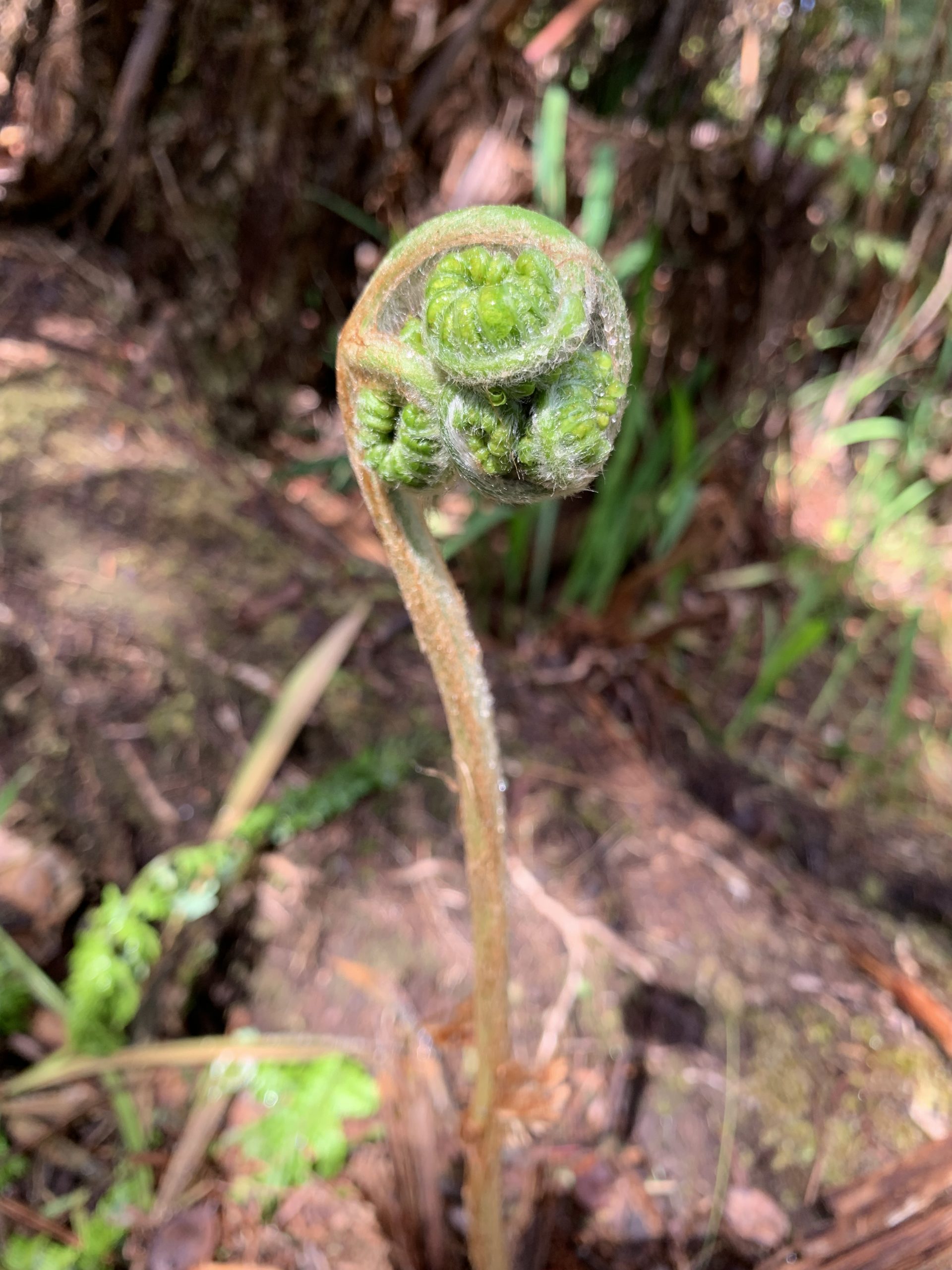 Curled up baby fern leaf