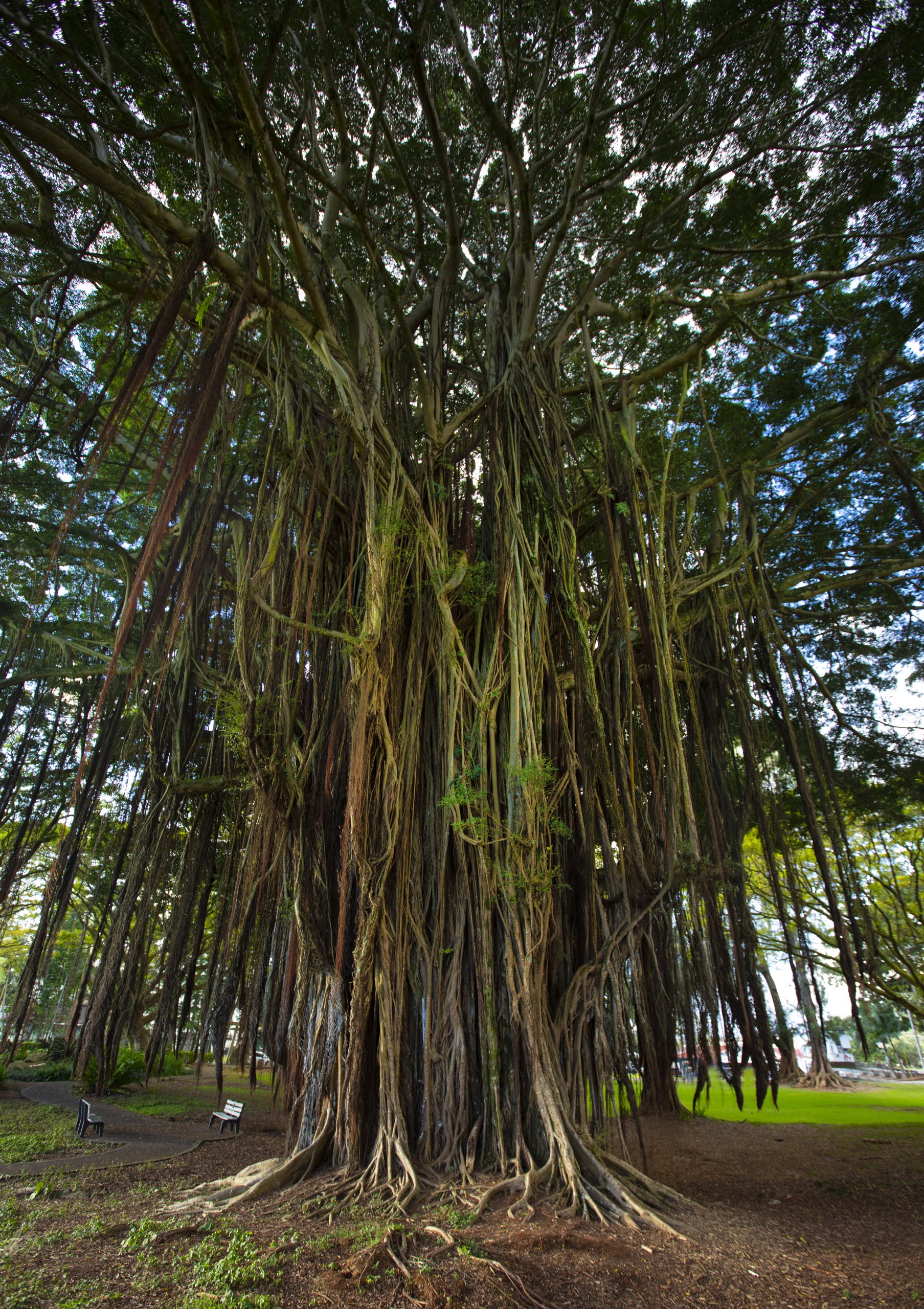 Giant Indian Banyan tree at the Liliʻuokalani Park and Gardens