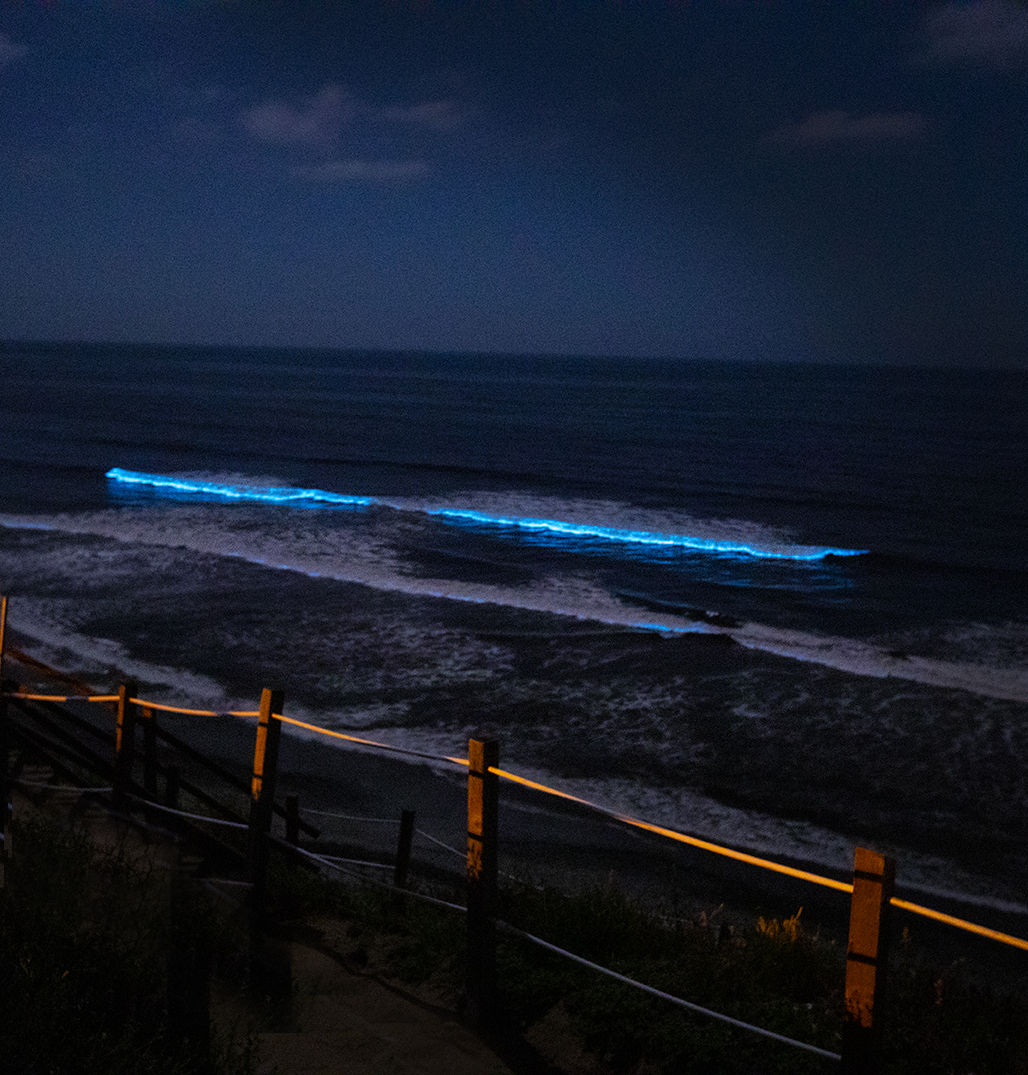 Visit a Bioluminescence Beach in Southern California Resist the Mundane