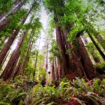 Nature Lover's Guide to a Northern California Road Trip