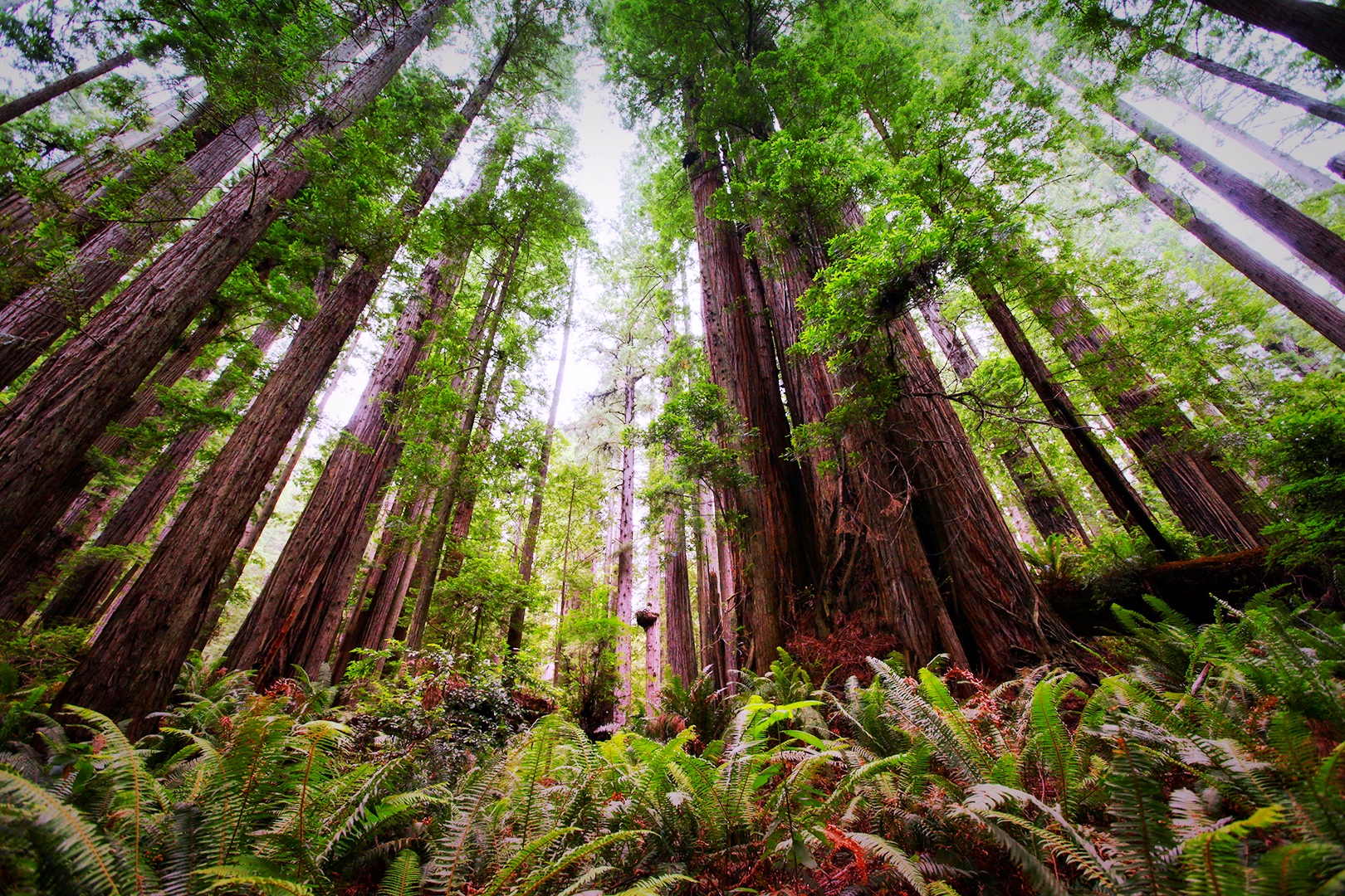 Hiking through a forest of Giant Redwoods during a Northern California Road Trip