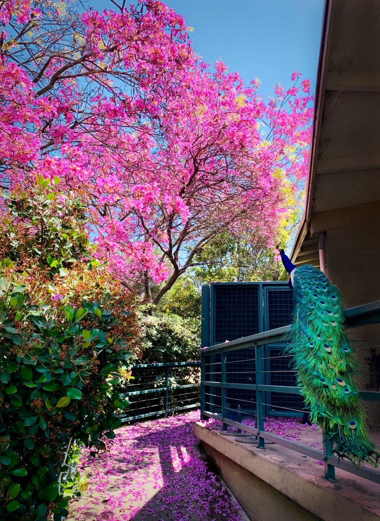 Peacock at the Los Angeles Arboretum under a canopy of pink blossoms.  It is one of the best botanical gardens in Los Angeles