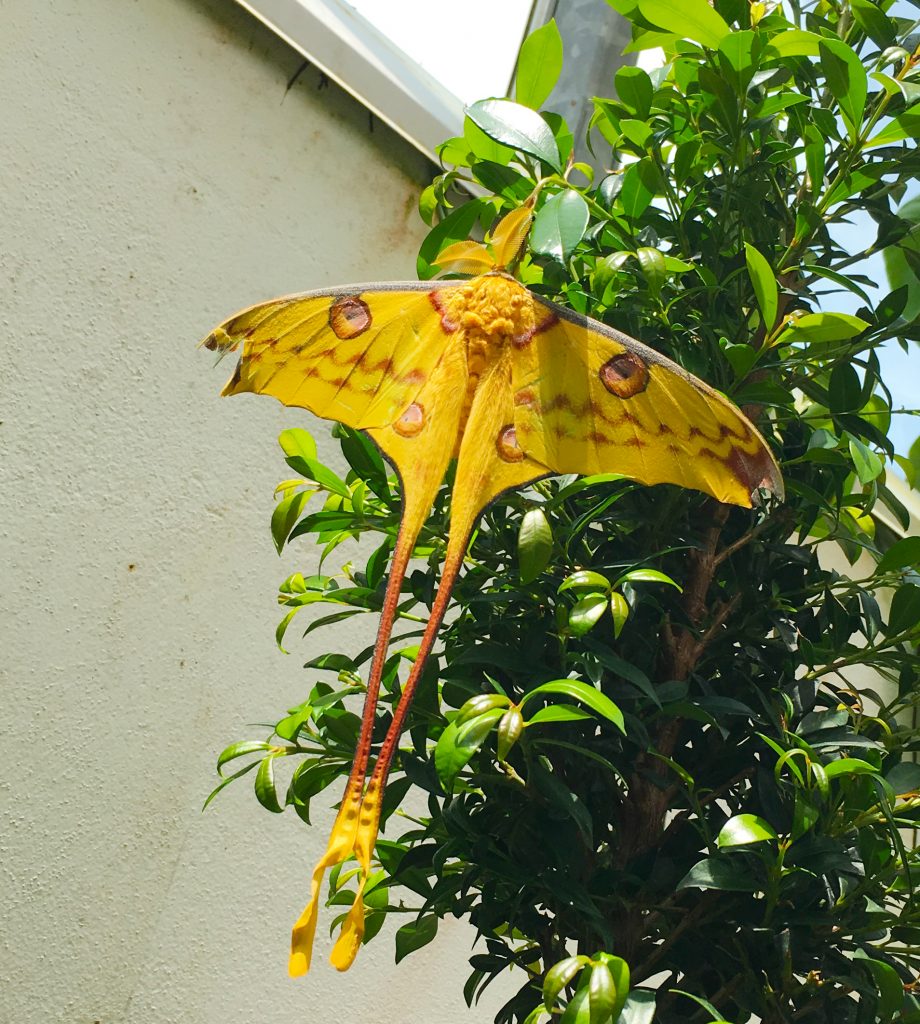 Giant Moth at the Butterfly Conservatory in Key West