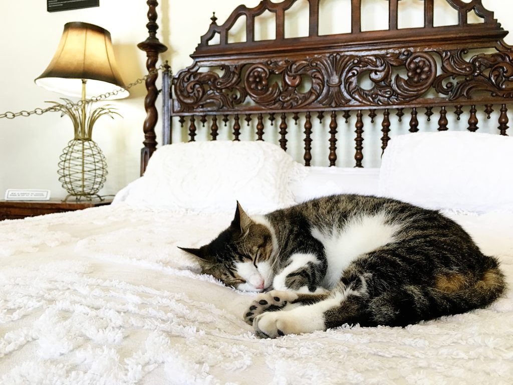 Polydactyl Kitty at the Ernest Hemingway House