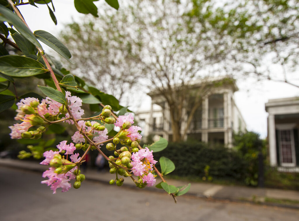 Flowers blooming on trees in the Garden District of New Orleans