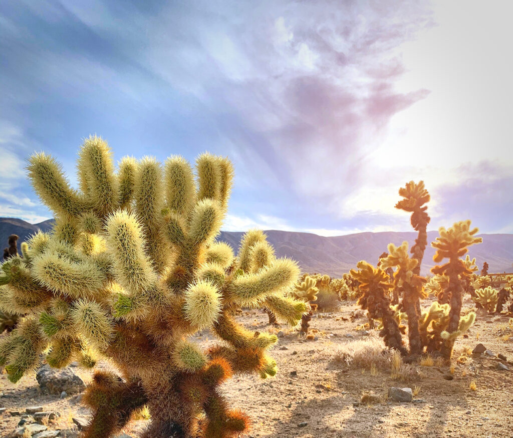 Prickly little stems on cholla cactus in joshua national park