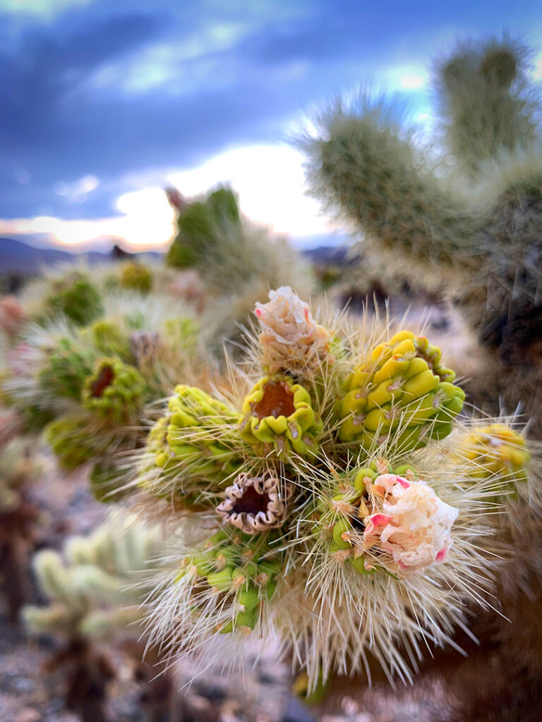 Closeup of teddy bear cactus cholla cactus blooms in Joshua Tree.