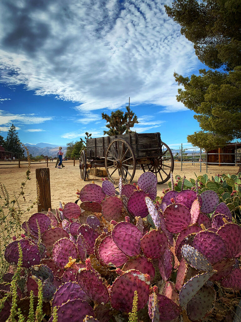 purple cactus in front of old wagon in pioneertown