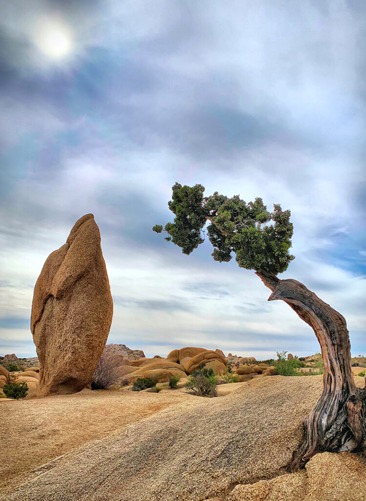 Penguin Rock formation and small juniper tree in Joshua Tree National Park