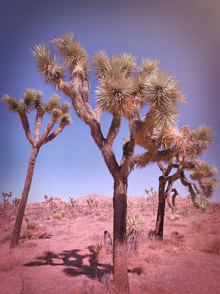 Three tall Joshua Trees growing in the desert with rocky hills in the background on a clear sunny day with blue skies.